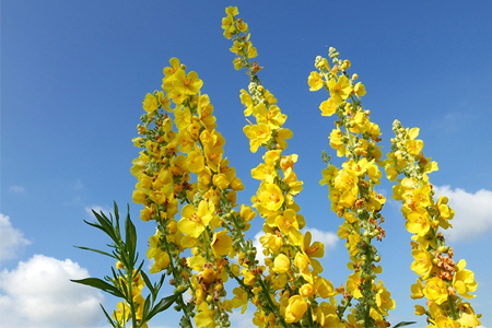 Mullein Leaf & Seasonal Allergies